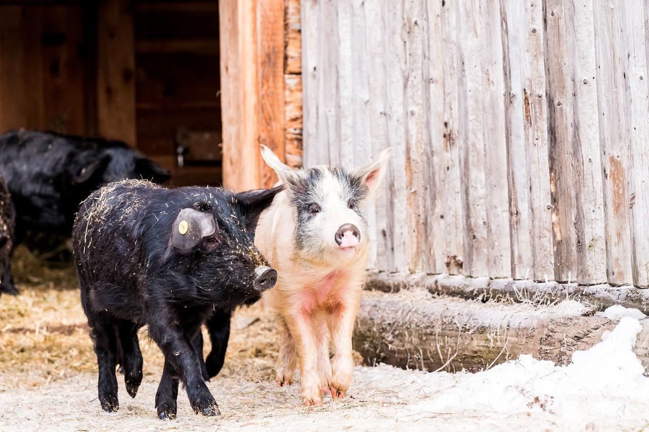 Peakini Farmhaus Villa Untertauern Ngoại thất bức ảnh